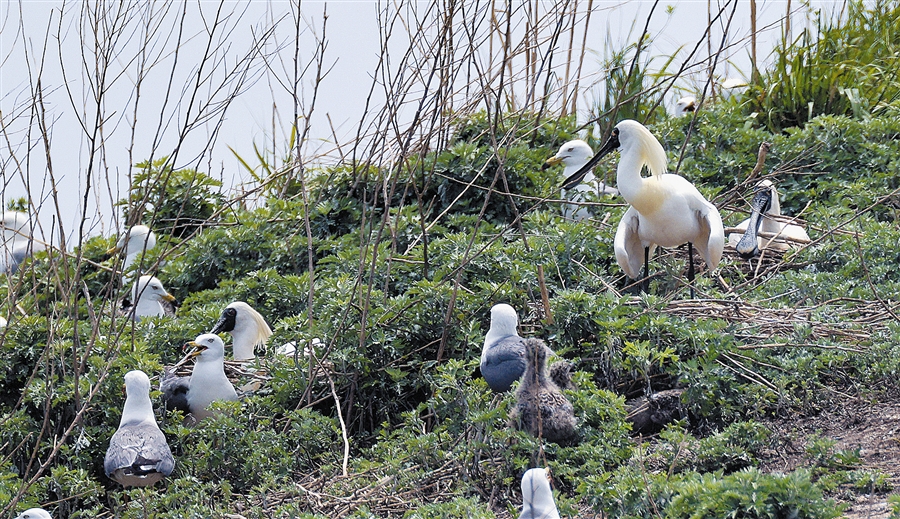 长海首次发现国家一级保护鸟类黑脸琵鹭